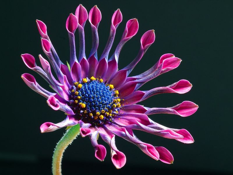 Kapk&ouml;rbchen_Osteospermum
