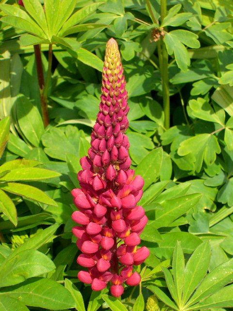 Rote_lupine